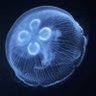 クラゲ 的头像