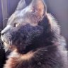 もにか profil fotoğrafı