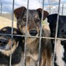 Фото профиля AID FOR SHELTER ANIMALS