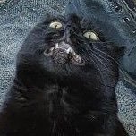 Anjian_sub's profile picture