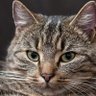 Фото профиля flet too cute 🐱