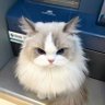 Profilbild von 😺 ragdoll