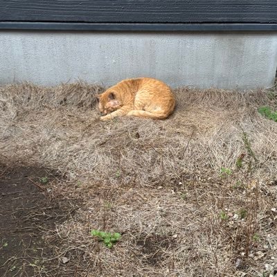 ねこ調査士(資格勉強休止中)'s profile picture