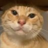最善之人's profile picture