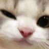 Profilbild von Cats