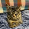 TTY profil fotoğrafı