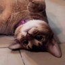 Фото профиля KaowTohm ≽꒰✿ ✿꒱≼𝕊𝕆𝟙𝟘