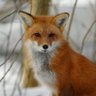Fancy-Fox✨️🇺🇸✨️ profil fotoğrafı
