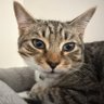 Profilbild von moose ๐ฆ๐บ