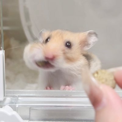ぽてち🐹🦜's profile picture