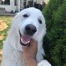 Puckdog profil fotoğrafı