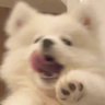 ゴン's profile picture