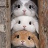 Profilbild von ちりっトマト(* • ω • )b