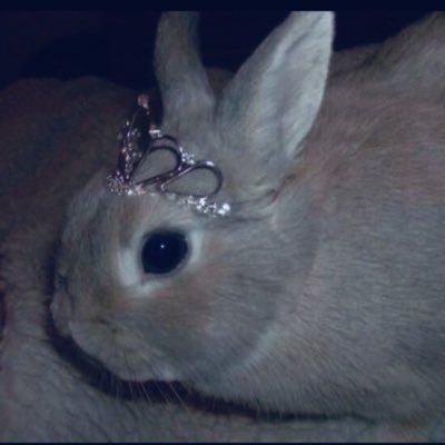 babi_bunni21's profile picture