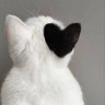 Profilbild von goco
