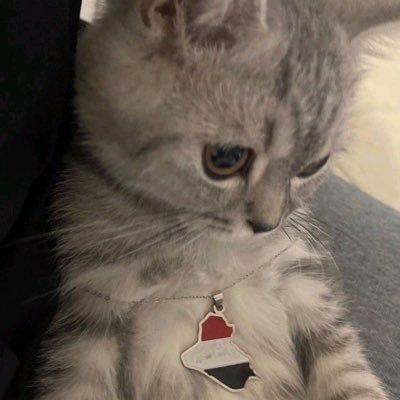 seren's profile picture