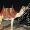 Ahmed's profile picture