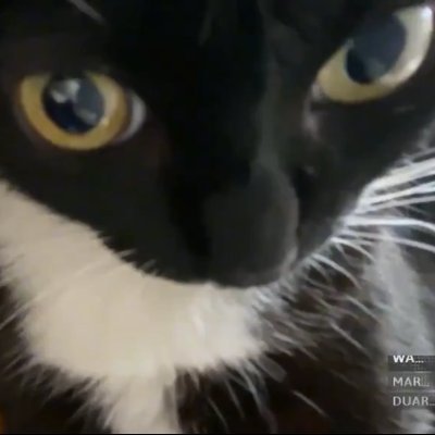 Xana's profile picture