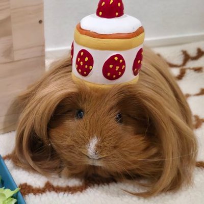 はるこっこ🐾ディカプリオとなかまたち's profile picture