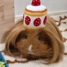 はるこっこ🐾@モルモットのディカプリオ profil fotoğrafı