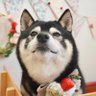 豆柴´•ﻌ•`🐾七奈 的头像