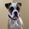 huntzotic's profile picture