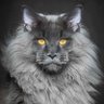 leChat profil fotoğrafı