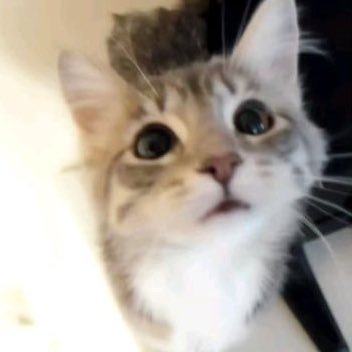 Cat ⚞ • ⚟'s profile picture