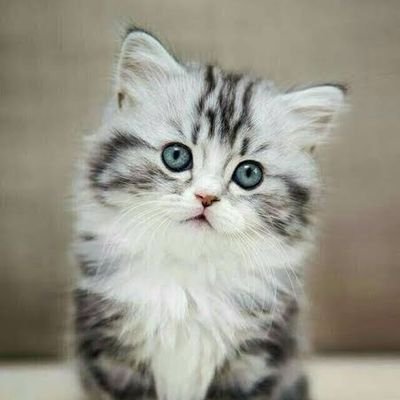MeowCuties's profile picture