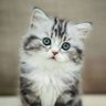 MeowCuties profil fotoğrafı