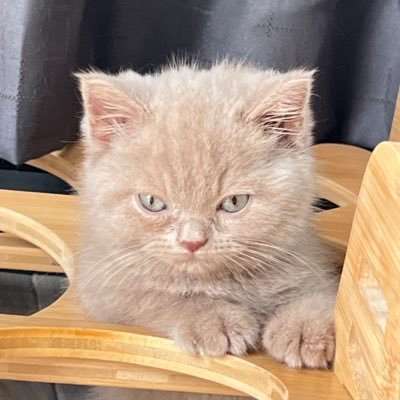 Babepetzh's profile picture