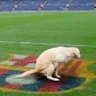 dvd7's profile picture