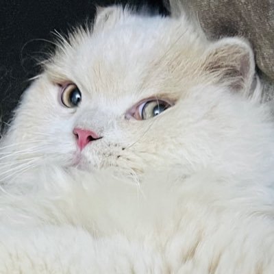vipionboard's profile picture