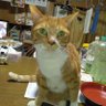 Profilbild von うっかりたこべぇ
