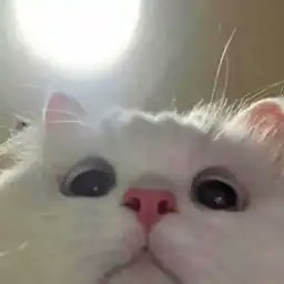 Regret's profile picture