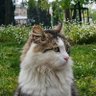 Фото профиля Yuسuf İsلam