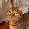 happcat's profile picture