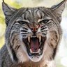 Фото профиля us4cats
