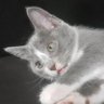 킹왕짱's profile picture
