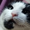 まるもふ's profile picture