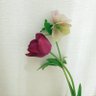 🌷purple tulip🌷 的头像