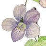 Blue Violet profil fotoğrafı