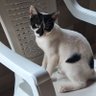 FelipeBorg0's profile picture