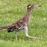 Roadrunner 的头像
