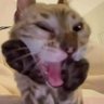 deranged freak's profile picture