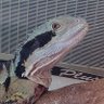 ようちゃ🍺🐈‍⬛🐢🦖's profile picture