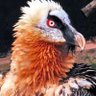 SilverZer0's profile picture