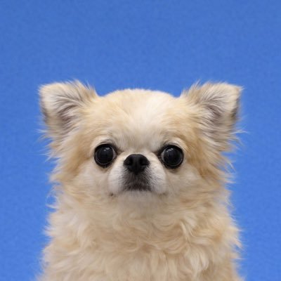 うめ(犬)親管理's profile picture