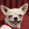 Fart dog's profile picture