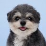 🐷🐨まゆげとこぷた🐨🐷's profile picture